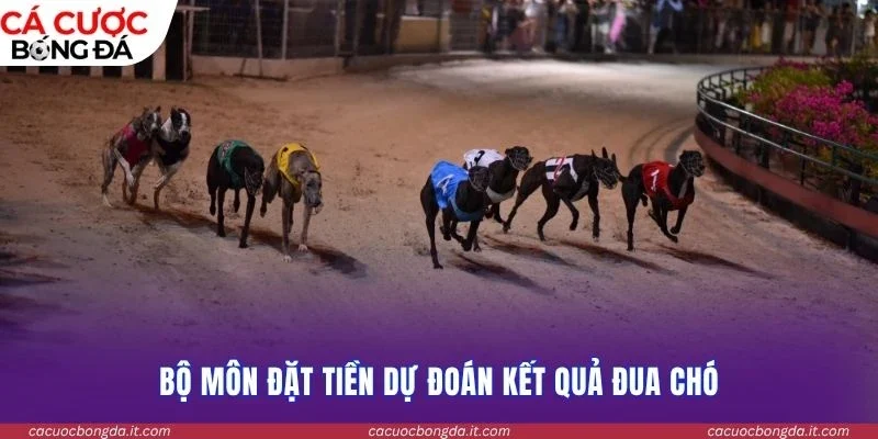 Bộ môn đặt tiền dự đoán kết quả đua chó